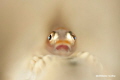   Close Shallow DOF Shot Whip Goby  